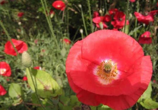 楊先生の漢詩朗読 その28 幾多愁 としてテレサ テン 鄧麗君 も歌った李 煜の漢詩 虞美人