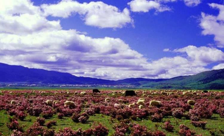 渓谷や標高6,000メートル級の氷山があり、チベット族の宗教の神秘的な雰囲気が漂う香格里拉(シャングリラ)(何さん特別編)