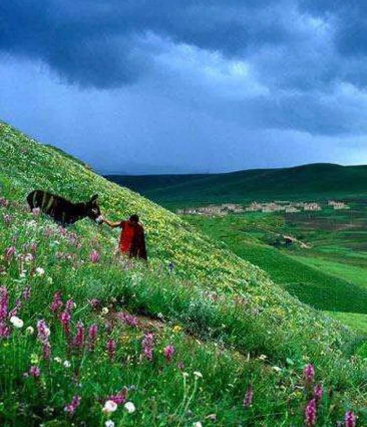 渓谷や標高6,000メートル級の氷山があり、チベット族の宗教の神秘的な雰囲気が漂う香格里拉(シャングリラ)(何さん特別編)