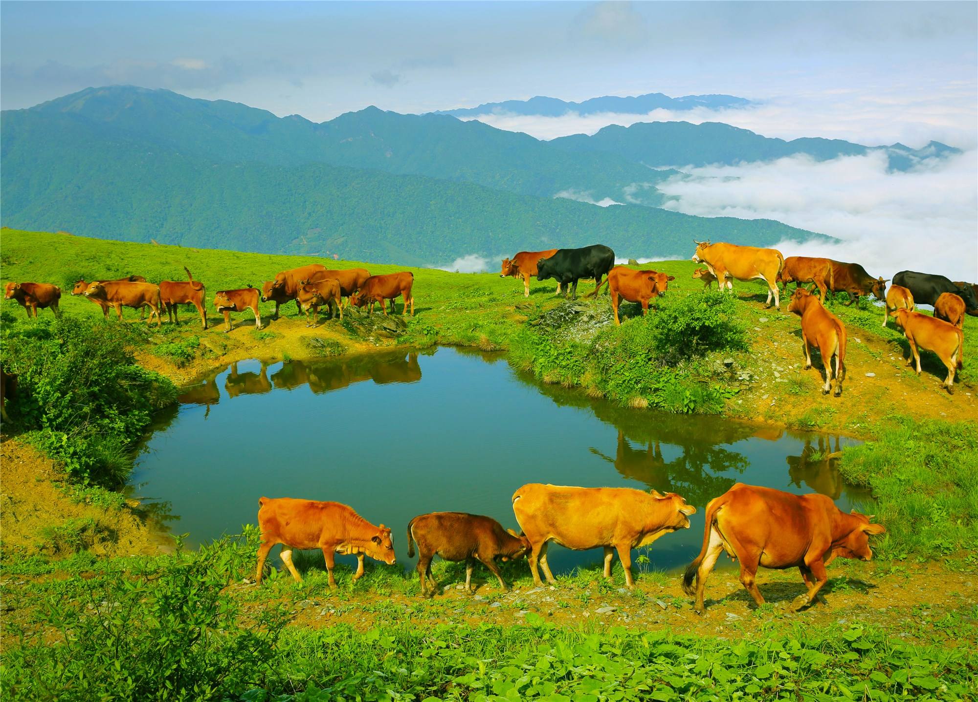 「世界最大級のガラス底展望ディスク」として有名な仙島湖游遊覧と天空之城(李さん特別編)