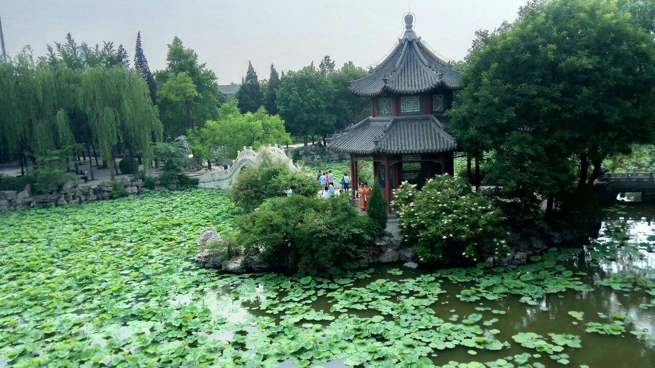 蓮が一面に生い茂る池の風景がとても美しい、河北省保定市にある古蓮花池景区(金さん特別編)
