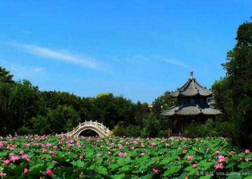 蓮が一面に生い茂る池の風景がとても美しい、河北省保定市にある古蓮花池景区(金さん特別編)