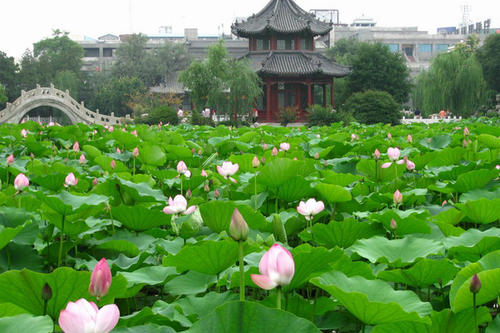 蓮が一面に生い茂る池の風景がとても美しい、河北省保定市にある古蓮花池景区(金さん特別編)