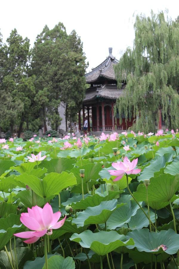 蓮が一面に生い茂る池の風景がとても美しい、河北省保定市にある古蓮花池景区(金さん特別編)