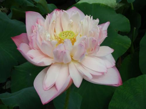 蓮が一面に生い茂る池の風景がとても美しい、河北省保定市にある古蓮花池景区(金さん特別編)