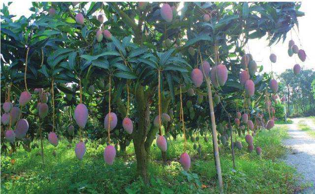 貴州省、東部は南寧、南部はベトナムに隣接する百色市(李さん特別編 )