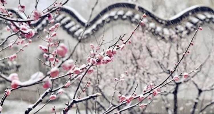 楊先生の漢詩朗読(その41. 雪の中で花を著け、寒さ(=境遇の悪さ)に耐えて、清らかな香りを放つ梅花を詠んだ、王安石の漢詩「梅花」)